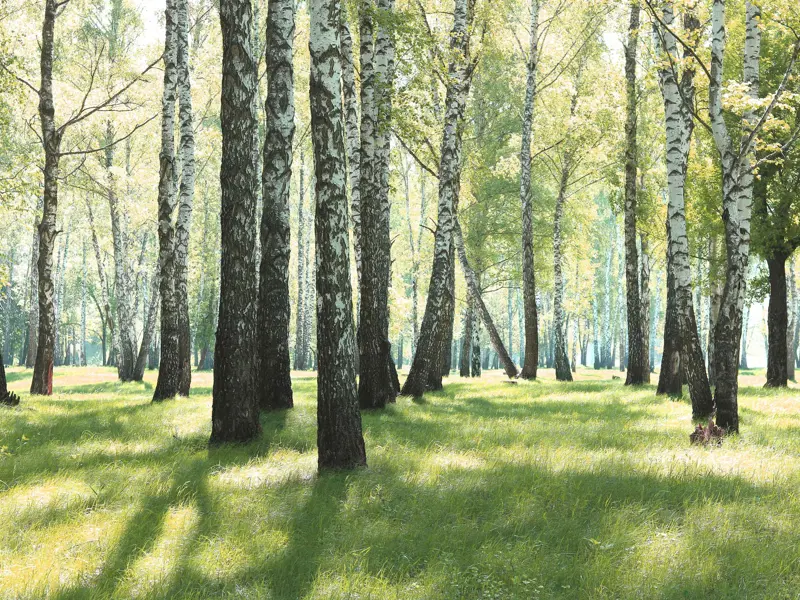 En skog med enbart björkträd