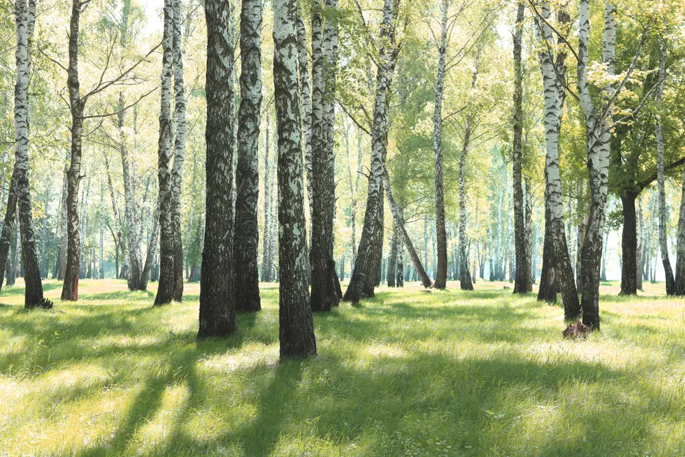 En ljus skog med enbart björkträd.